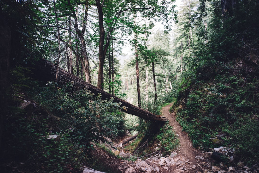 A clear, well-lit path stretching into the distance, symbolizing the journey of recovery.